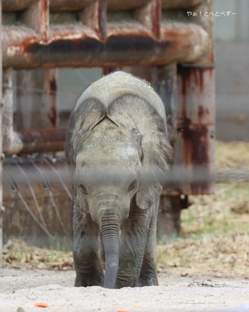 2025.8.5に産まれたマルミミゾウの赤ちゃん