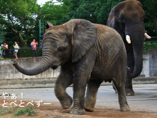 アフリカゾウ、アジアゾウ大好きブログ:やぁ!とべとべずー