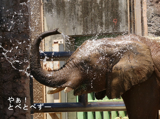 多摩動物公園アフリカゾウ：砥夢（トム）オス、９歳