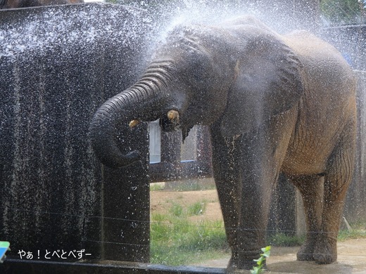 日本で最年少のアフリカゾウの子ゾウの砥愛:愛媛とべ動物園