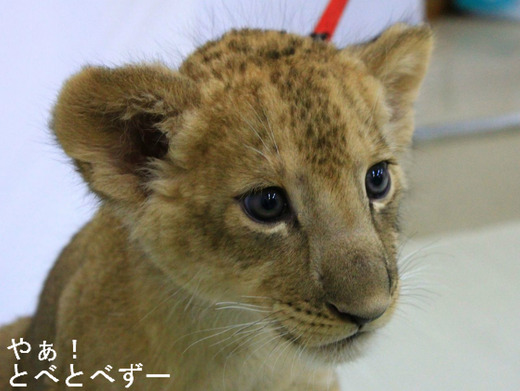 愛媛とべ動物園に８年ぶりに誕生したライオンの赤ちゃん（オス）