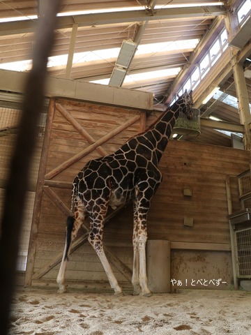 とべ動物園:キリン(リュウキ)