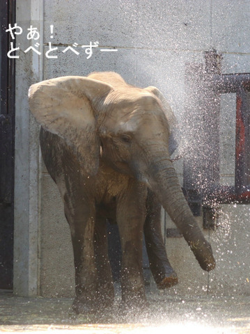 とべ動物園アフリカゾウ:人工哺育で育った媛ちゃん