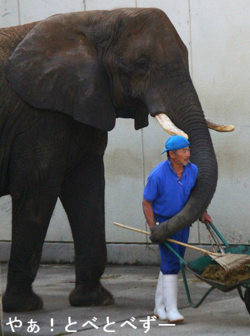 アフリカゾウ、アジアゾウの写真満載のブログ:やぁ!とべとべずー