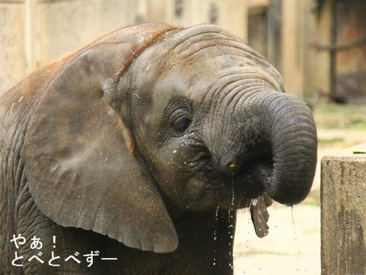 とべ動物園アフリカゾウ：砥愛（メス、２歳）