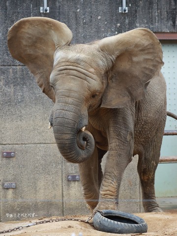 とべ動物園ブログ:やぁ!とべとべずー