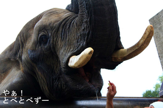 とべ動物園ブログ:アフリカゾウ、ピース、レッサーパンダの赤ちゃん