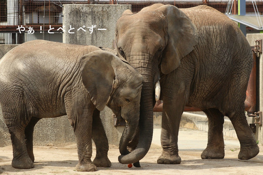 アフリカゾウの親子：お母さん象のリカさんと仔象の砥愛ちゃん