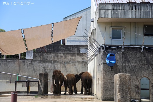 とべ動物園アフリカゾウ:アフ、リカ、媛、砥夢、砥愛
