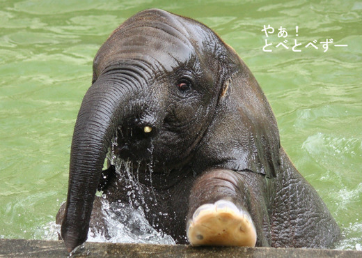 アフリカゾウ、アジアゾウ大好きブログ:やぁ!とべとべずー