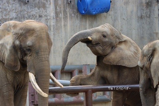 とべ動物園アフリカゾウ：砥愛ちゃん（メス、１０歳）