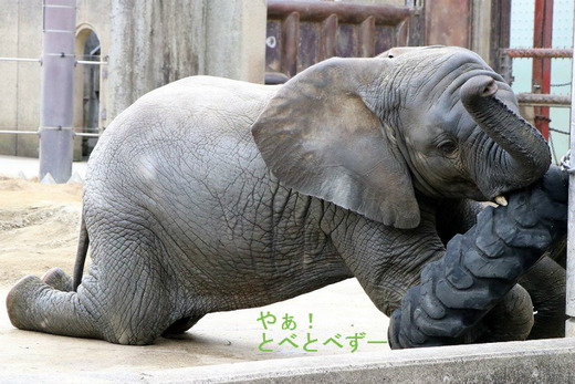 とべ動物園アフリカゾウ