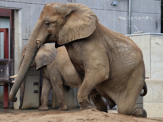 とべ動物園アフリカゾウ:媛ちゃん(メス、17歳)