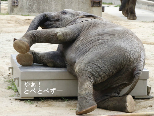 とべ動物園アフリカゾウ