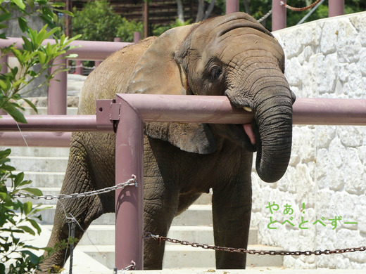 とべ動物園アフリカゾウのブログ：やぁ！とべとべずー