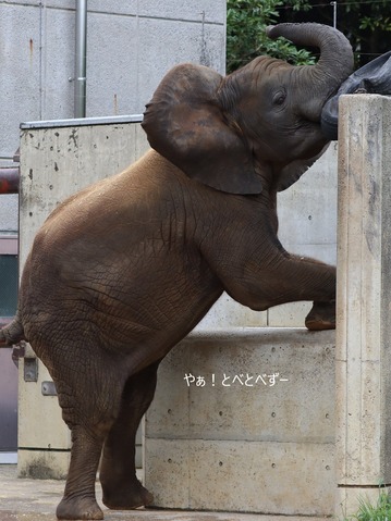 とべ動物園ブログ：砥愛、ララ、イオ、フー、リュウト、まんぷく