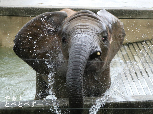 プールで遊ぶアフリカゾウ：愛媛とべ動物園