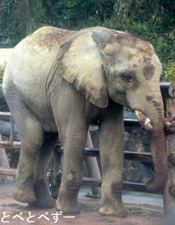 とべ動物園から多摩動物公園に婿入りしたゾウ（砥夢）