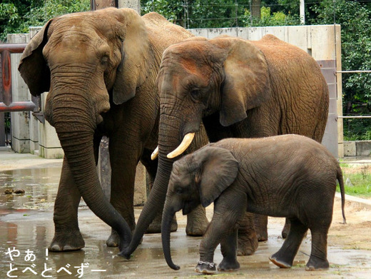アフ父さん、リカ母さん、砥愛ちゃん
