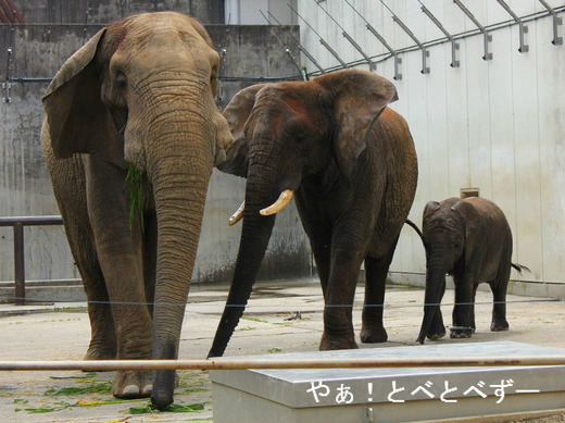 アフリカ象の写真満載のブログ:やぁ!とべとべずー