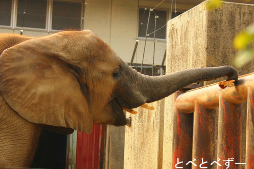 とべ動物園ゾウのブログ：やぁ！とべとべずー与茂駄くあとろ