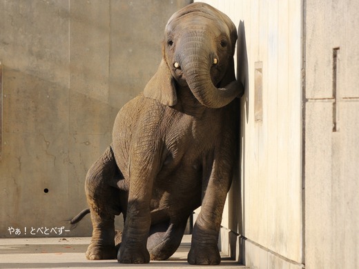 とべ動物園ブログ:砥愛、ララ、イオ、フー、ウララ、リュウト