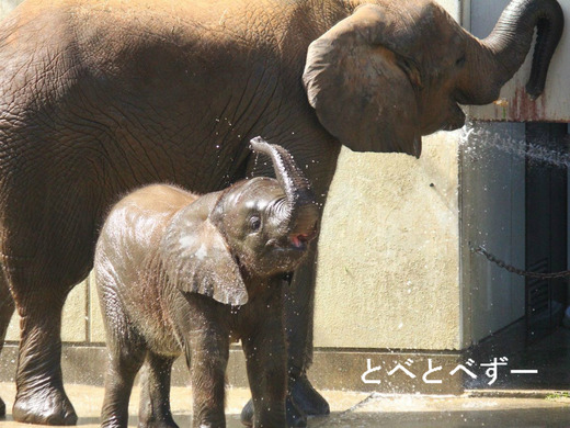 とべ動物園アフリカゾウのブログ：やぁ！とべとべずー