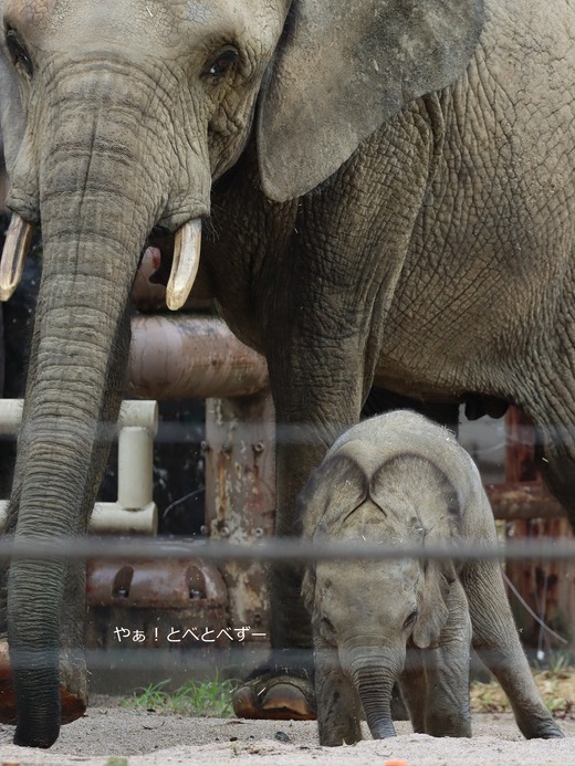 マルミミゾウの親子