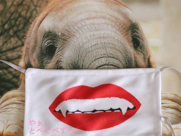 アフリカゾウの写真満載のブログ：やぁ！とべとべずー