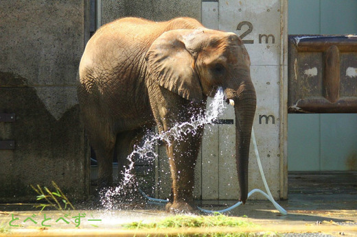 とべ動物園アフリカゾウのブログ：媛（お姉さんゾウ）