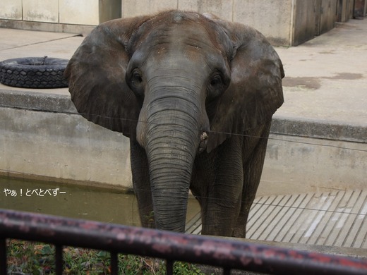 アフリカ象大好きブログ：やぁ！とべとべずー
