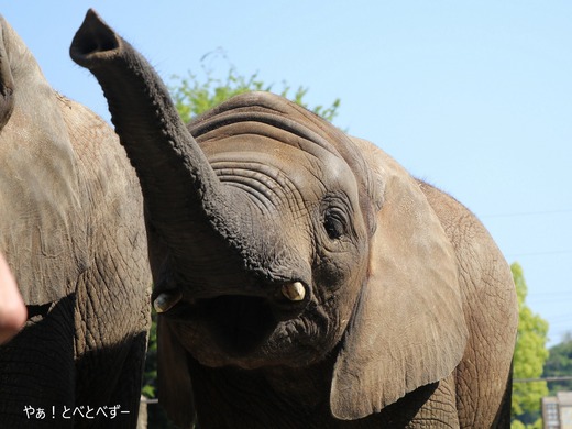 6月1日に9歳になったアフリカゾウの砥愛ちゃん(2013年生まれ)