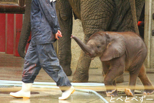 とべ動物園のアフリカゾウのブログ：やぁ！とべとべずー
