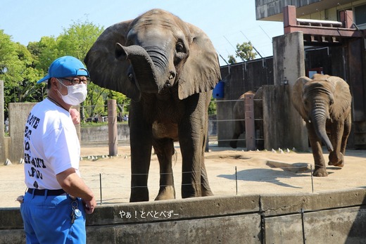 とべ動物園アフリカゾウ：媛ちゃん（メス、15歳）
