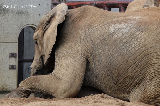 アフリカゾウ大好きブログ:やぁ!とべとべずー