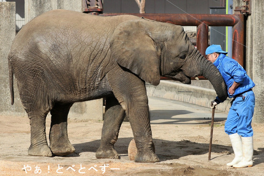 とべ動物園アフリカゾウのブログ：やぁ！とべとべずー