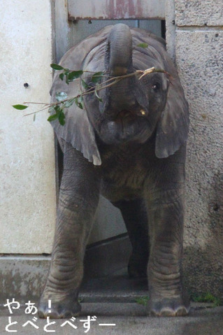 アフリカゾウの砥愛ちゃん2歳の誕生日おめでとう!