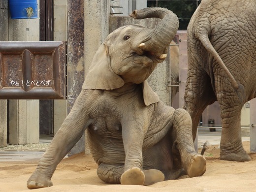 日本で唯一アフリカゾウの子象が見らえる愛媛とべ動物園