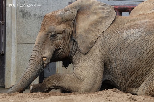 地面に伏せをし砂遊びするアフリカゾウ:媛@とべ動物園