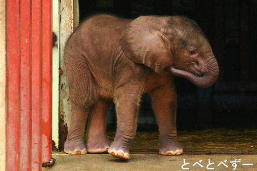 とべ動物園アフリカゾウの赤ちゃん