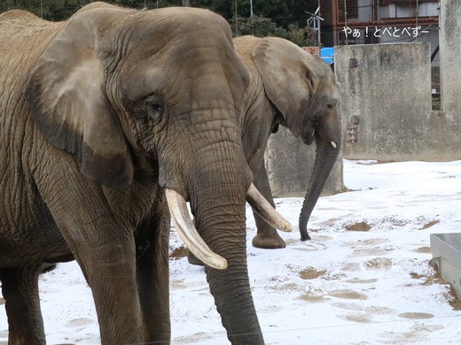 とべ動物園アフリカゾウのブログ：やぁ！とべとべずー