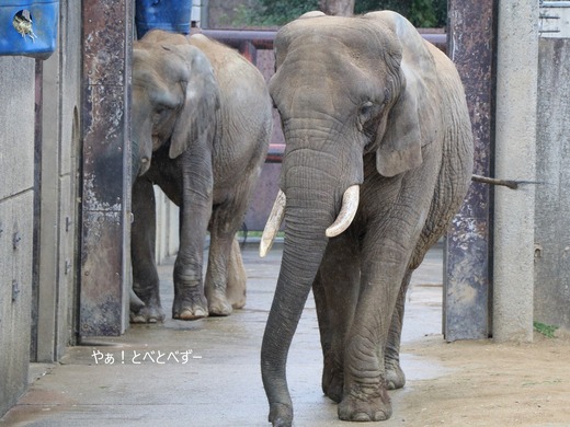 とべ動物園アフリカゾウ：リカ母さん（メス、推定３５歳）