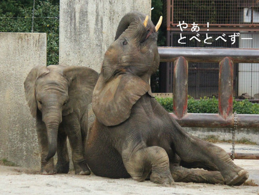 アフリカゾウ、アジアゾウ大好きブログ:やあ!とべとべずー