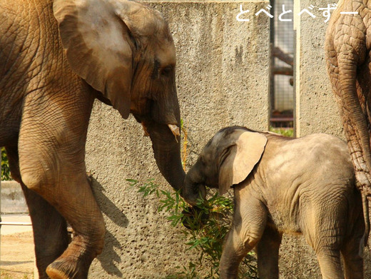 とべ動物園アフリカゾウのブログ：媛ちゃん、砥愛ちゃん