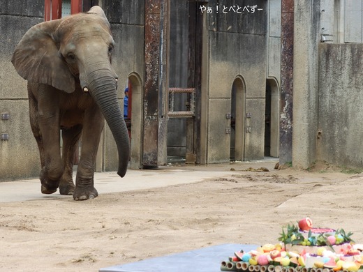 とべ動物園アフリカゾウ：媛ちゃん（メス、１７歳）