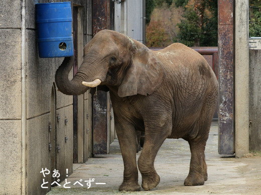 とべ動物園アフリカゾウ：リカ母さん（推定３３歳）