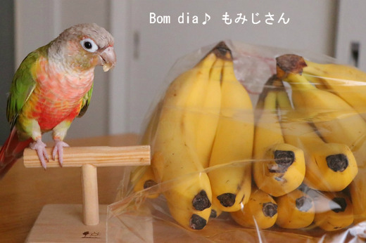 ウロコインコ（パイナップル）のブログ：Bom dia♪もみじさん