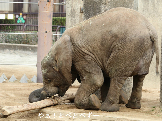 日本で唯一アフリカゾウの子象が見られる愛媛とべ動物園