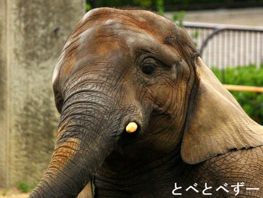 多摩動物公園の砥夢くんのお姉さんゾウの媛(ひめ)