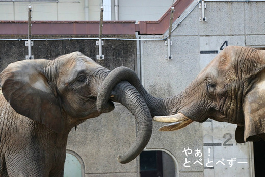日本で初めて人工哺育で育ったアフリカゾウの媛ちゃん(10歳)